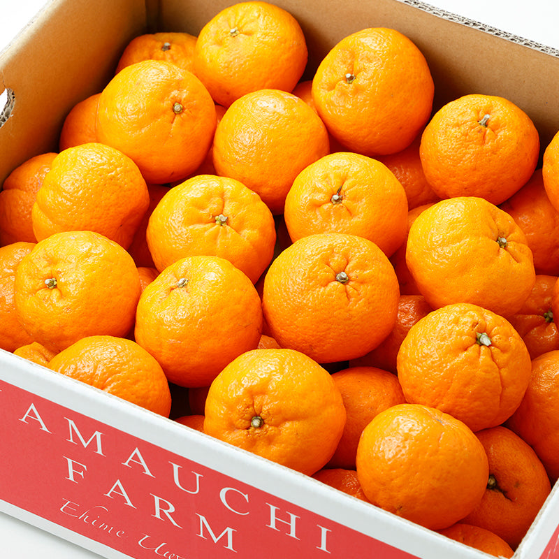 旬のかんきつ ポンカン【3kg】〈山内ファーム〉