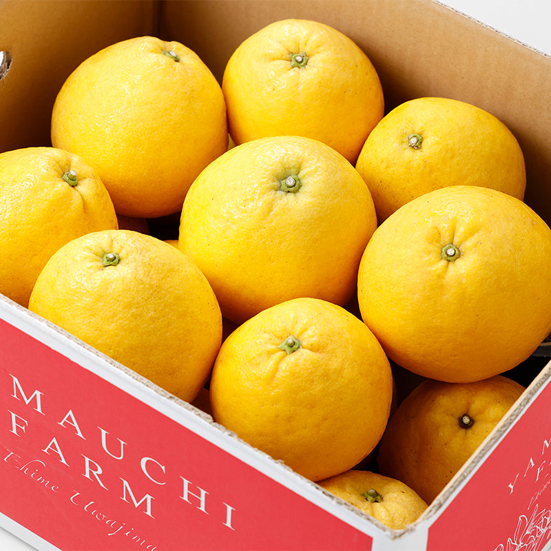 旬のかんきつ 宇和ゴールド 【7㎏】〈山内ファーム〉