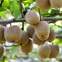 画像をギャラリービューアに読み込む, キウイフルーツ【16玉 】紅妃/センセーションアップル〈スマイル農園たかの〉