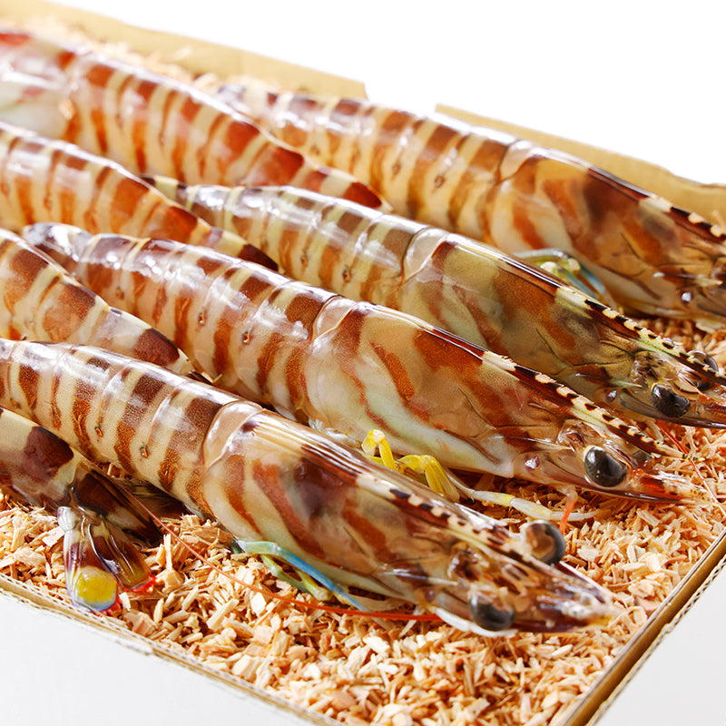 活きいきな車えび【8尾】予約・12月初旬より発送〈日輪養魚〉