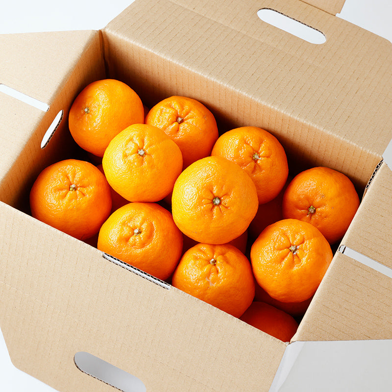 ポンカン【3㎏/5㎏/10㎏】予約商品・1月~2月発送〈柑橘ソムリエ愛媛〉