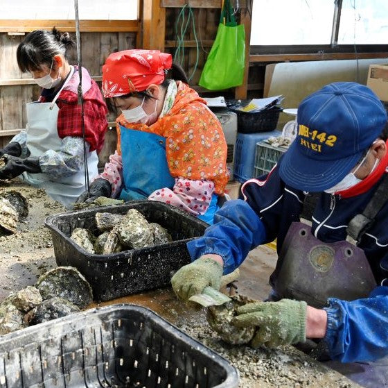 蒋淵岩牡蠣【Lサイズ 10個セット】〈蒋淵岩牡蠣養殖組合〉