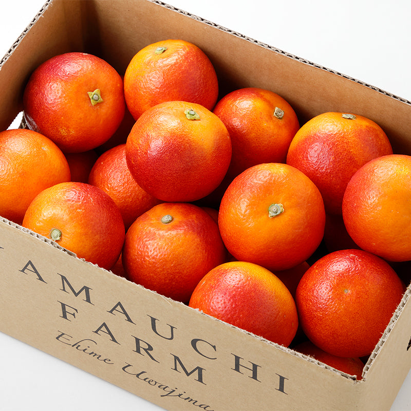 旬のかんきつ ブラッドオレンジ・モロ【2.5㎏】〈山内ファーム