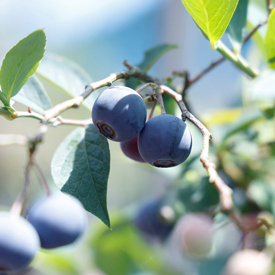 特選★　完熟生ブルーベリー【特大〜】180g×8パック 横田さん家の完熟ブルーベリー 4パック | 茨城県稲敷市 | ふるさと納税