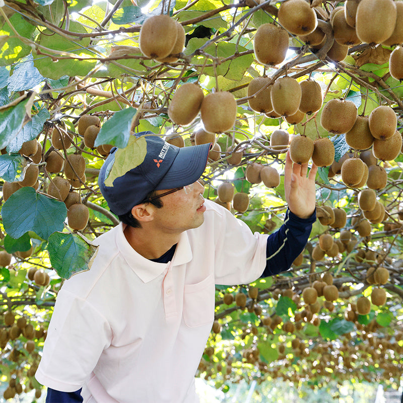 愛媛県産・糖度20度の希少な赤キウイ「紅妃」｜ハーベスト
