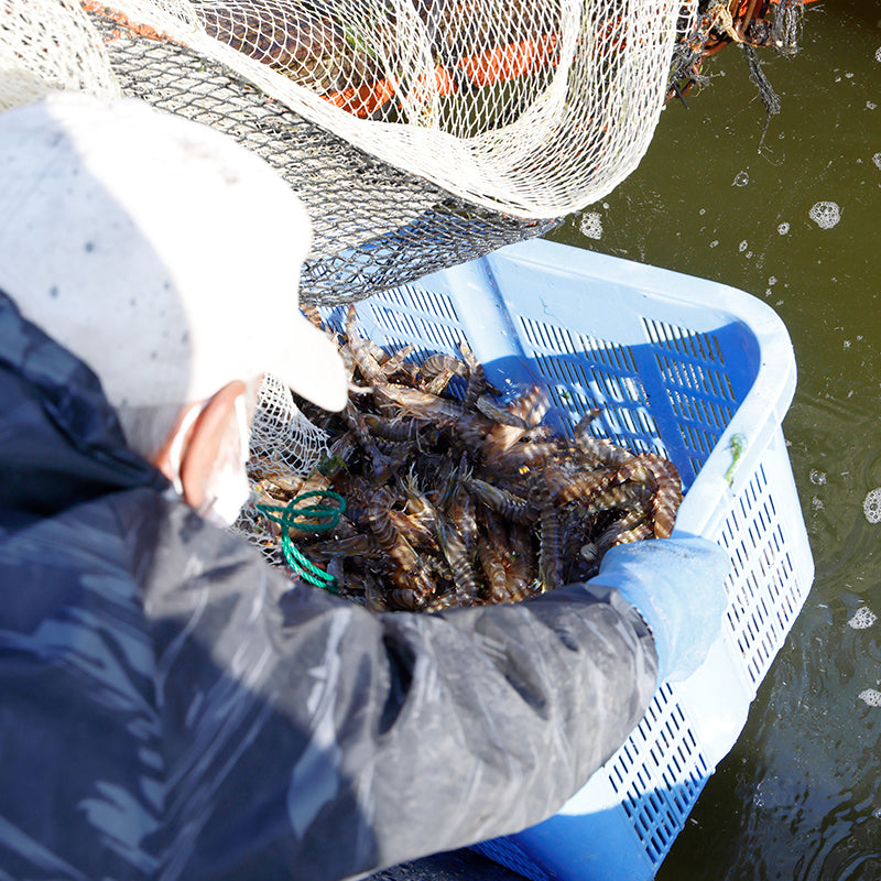 冷凍いきな車えび【有頭4～7尾、無頭6～10尾】〈日輪養魚〉