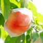 樹上完熟もも【3L玉/6個】〈綱崎農園〉