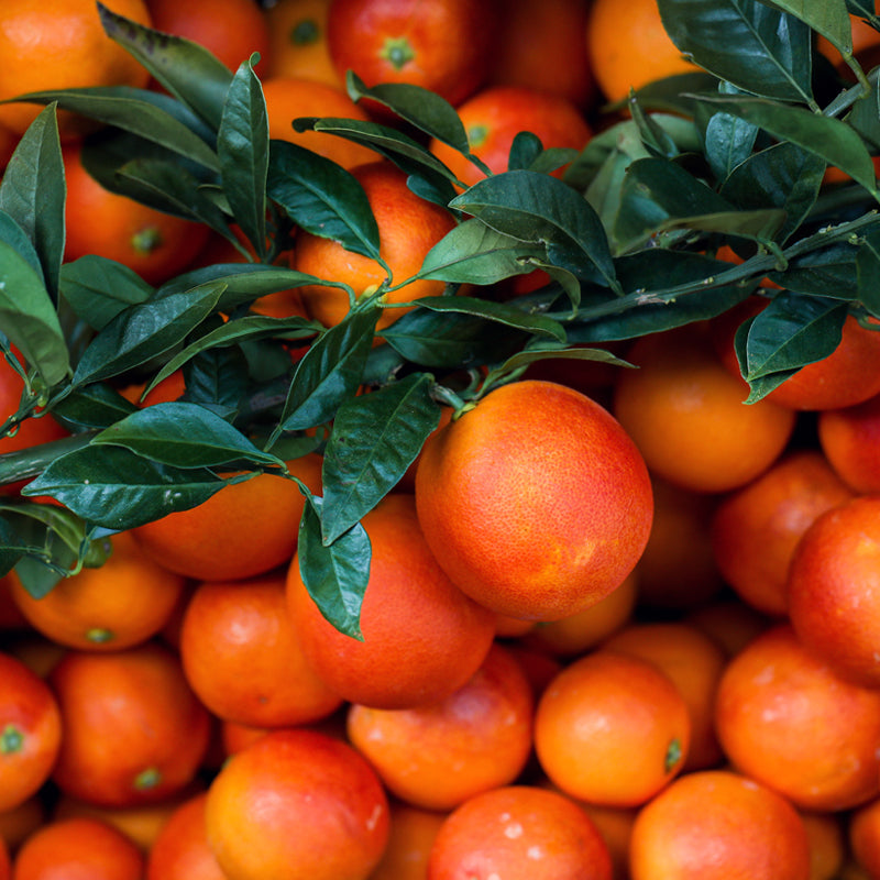 旬のかんきつ ブラッドオレンジ・モロ【2.5㎏】〈山内ファーム