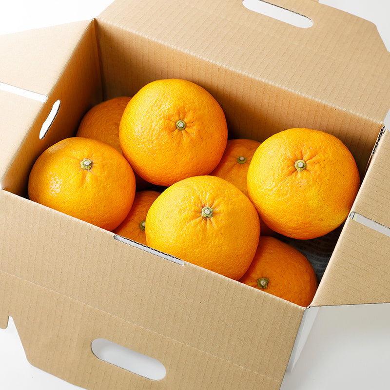 甘夏【5㎏/10㎏】予約・3月発送〈柑橘ソムリエ愛媛〉