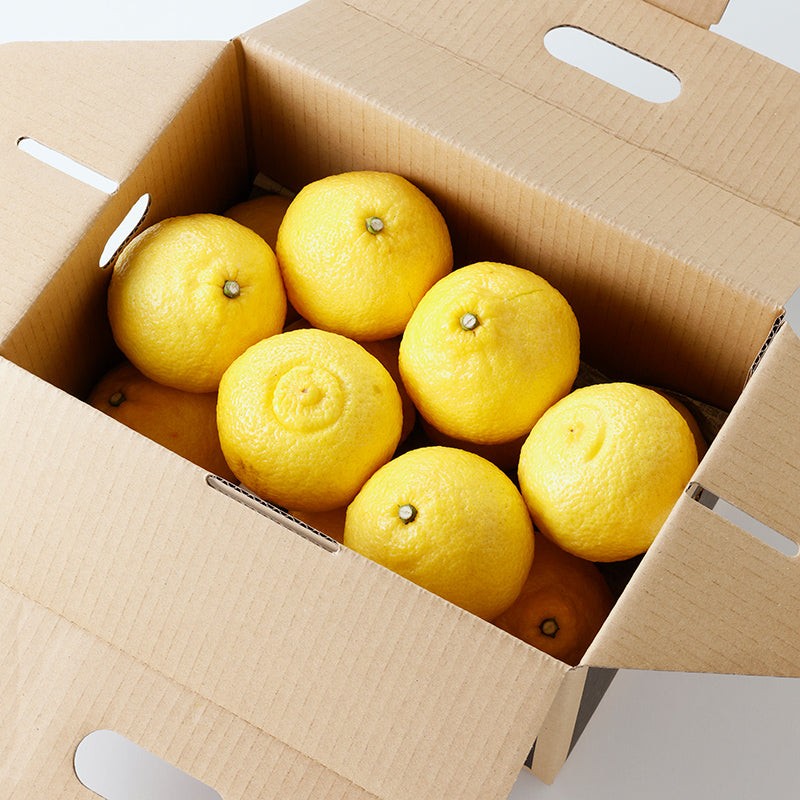 はるか【3㎏/5㎏/10㎏】予約・2月発送〈柑橘ソムリエ愛媛〉