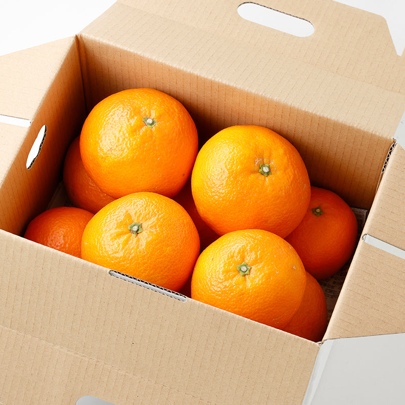 伊予柑【3㎏/5㎏/10㎏】予約・1月～2月発送〈柑橘ソムリエ愛媛〉