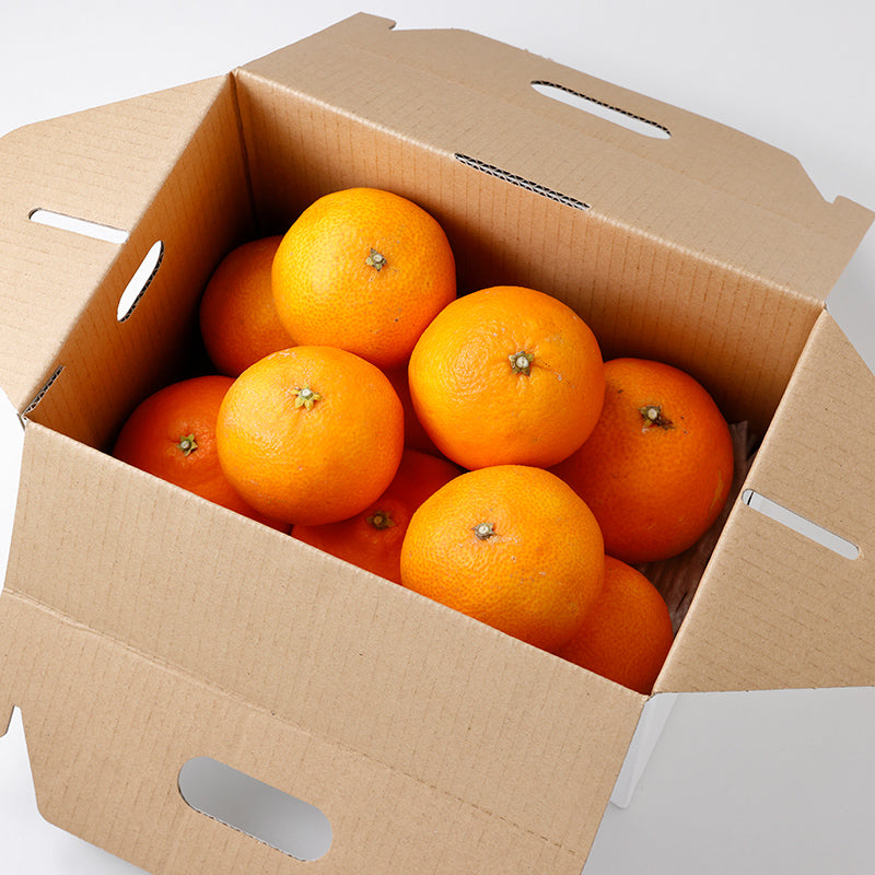 愛媛果試第28号【3㎏/5㎏/10㎏】予約・11月下旬～12月中旬発送〈柑橘ソムリエ愛媛〉