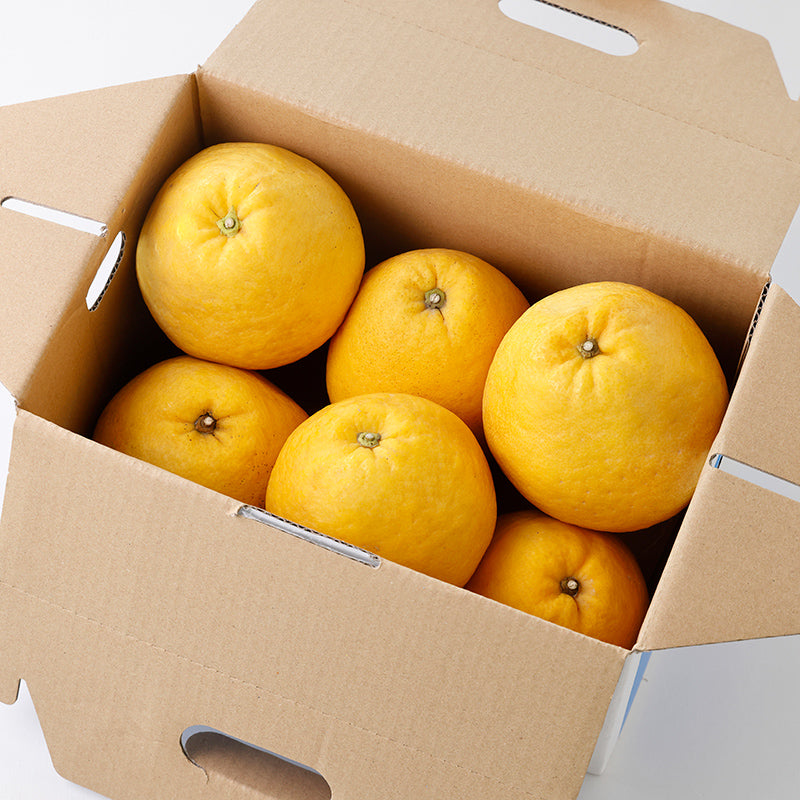 河内晩柑【5㎏/10㎏】予約・4月～6月発送〈柑橘ソムリエ愛媛〉