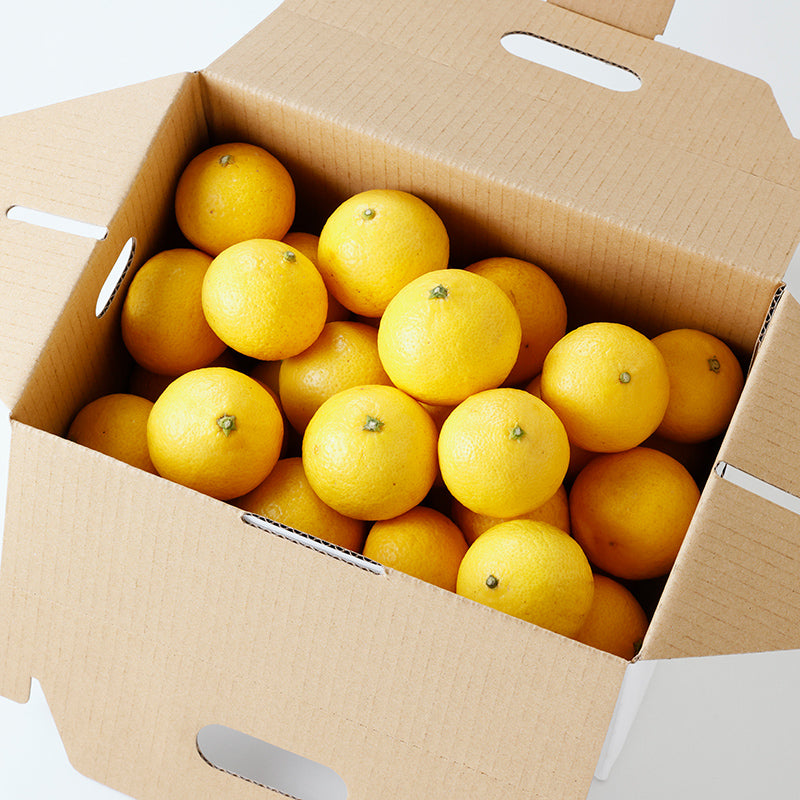 黄金柑【3㎏/5㎏/10㎏】予約・2月～3月発送〈柑橘ソムリエ愛媛〉