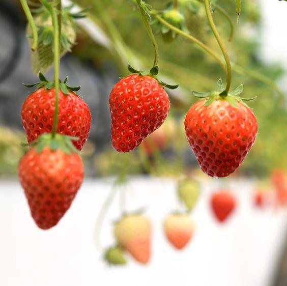 紅い雫 冷凍いちご【1㎏】〈さかいさんちの苺〉 – ハーベスト
