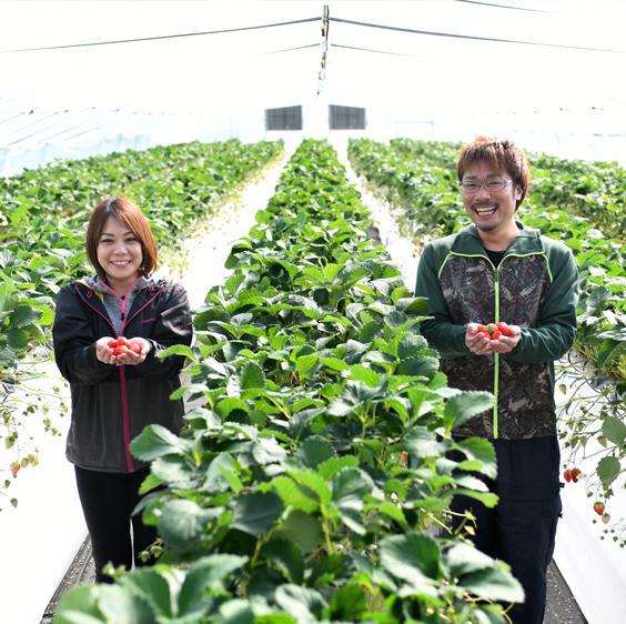 紅い雫 冷凍いちご」6月～9月の期間限定｜ハーベスト