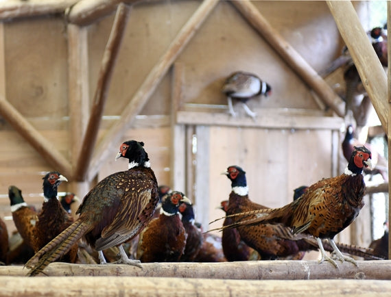 雉　剥製　4羽セット 雉 剥製 4羽セット