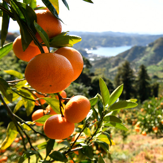 旬のかんきつ 　温州みかん【5㎏】〈山内ファーム〉