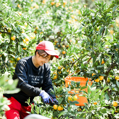 かんきつジュースセット【3本】〈山内ファーム〉 – ハーベスト